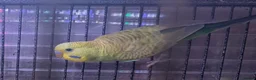 Budgerigars birds for sale: Male budgies in Basingstoke - Advert 1