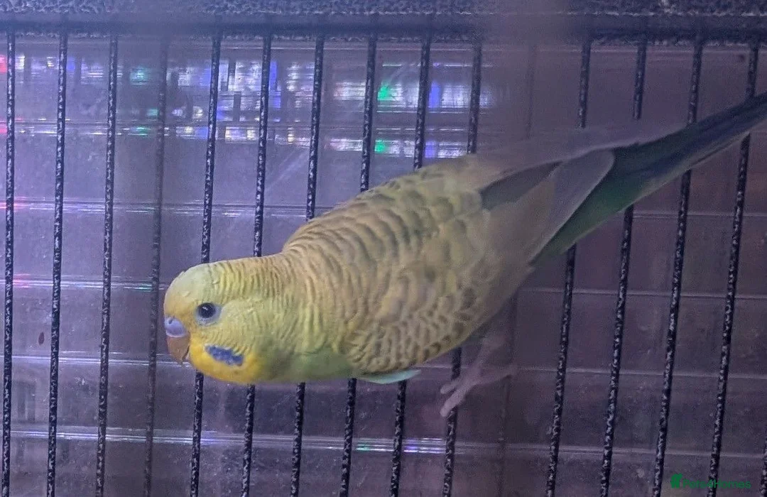 Budgerigars birds for sale: Male budgies in Basingstoke - Advert 1
