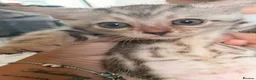 Bengal cats for sale: Family raised Bengal Kittens 🐾 - Advert 21