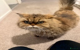 Mixed Breed cats for sale: Chinchilla x Persian female  - Image 4