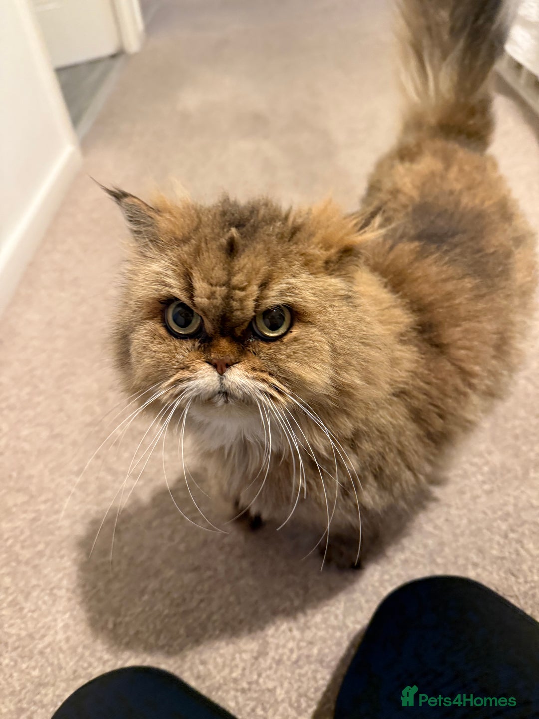 Mixed Breed cats for sale: Chinchilla x Persian female  - Image 4