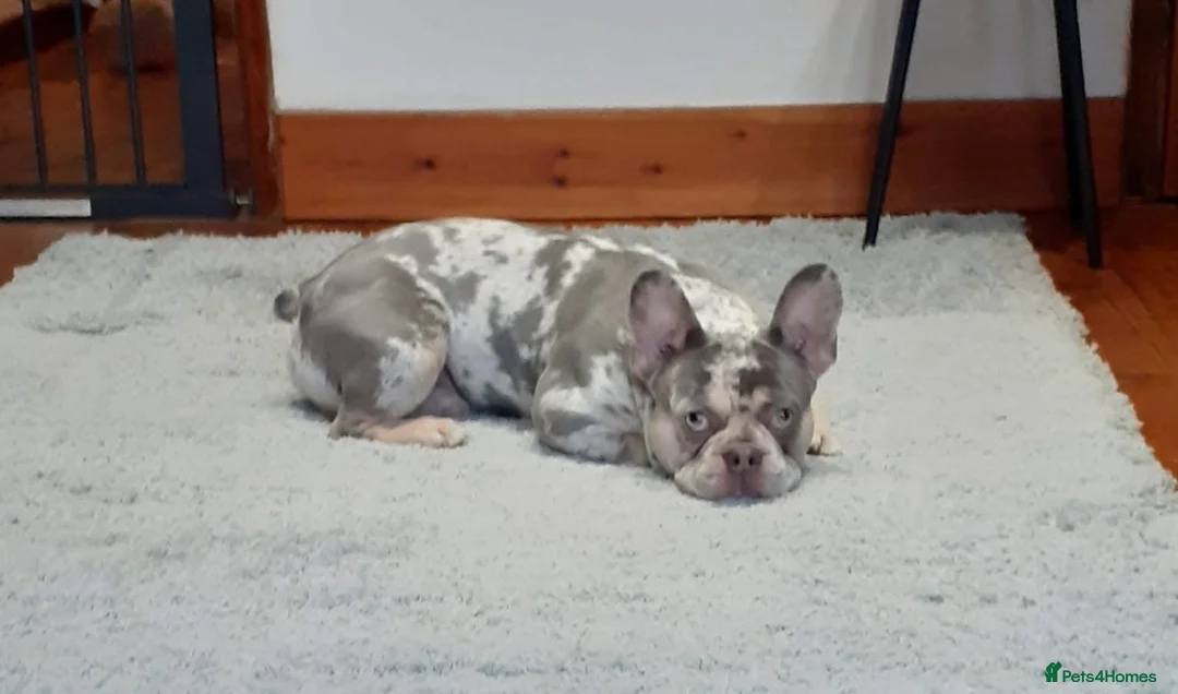 French Bulldog dogs for sale: French bulldog  in Gillingham - Advert 3