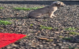 Cane Corso dogs for sale: Class Corsos  - Advert 22