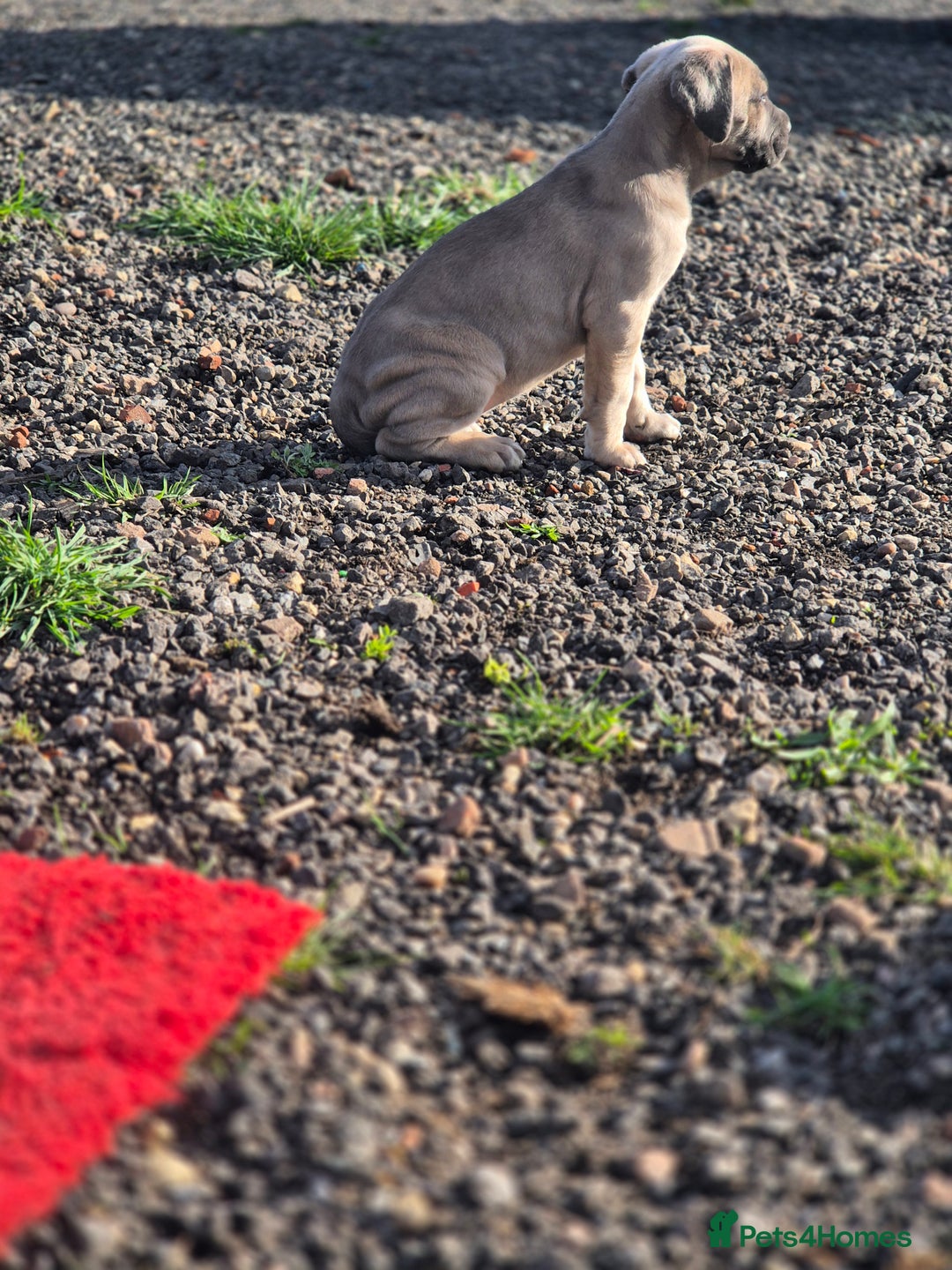 Cane Corso dogs for sale: Class Corsos  - Advert 22