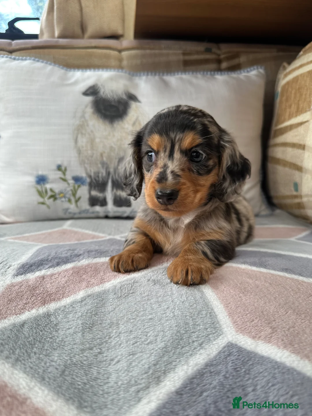 Miniature Dachshund dogs for sale: Miniature Long haired Daschund’s 🐶 - Advert 2