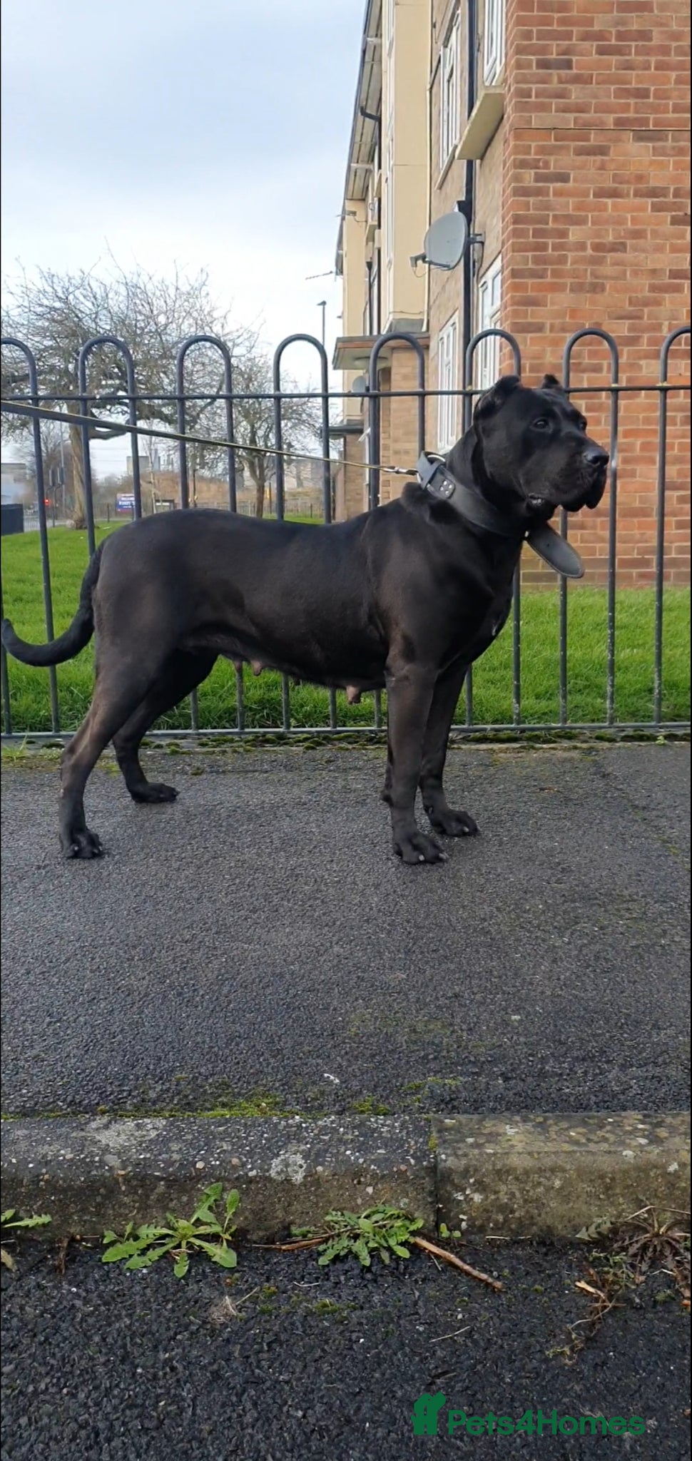 Presa Canario dogs STUNNING BLACK PRESA CANARIO PUPS 5 BOYS 1 GIRL - Advert 3