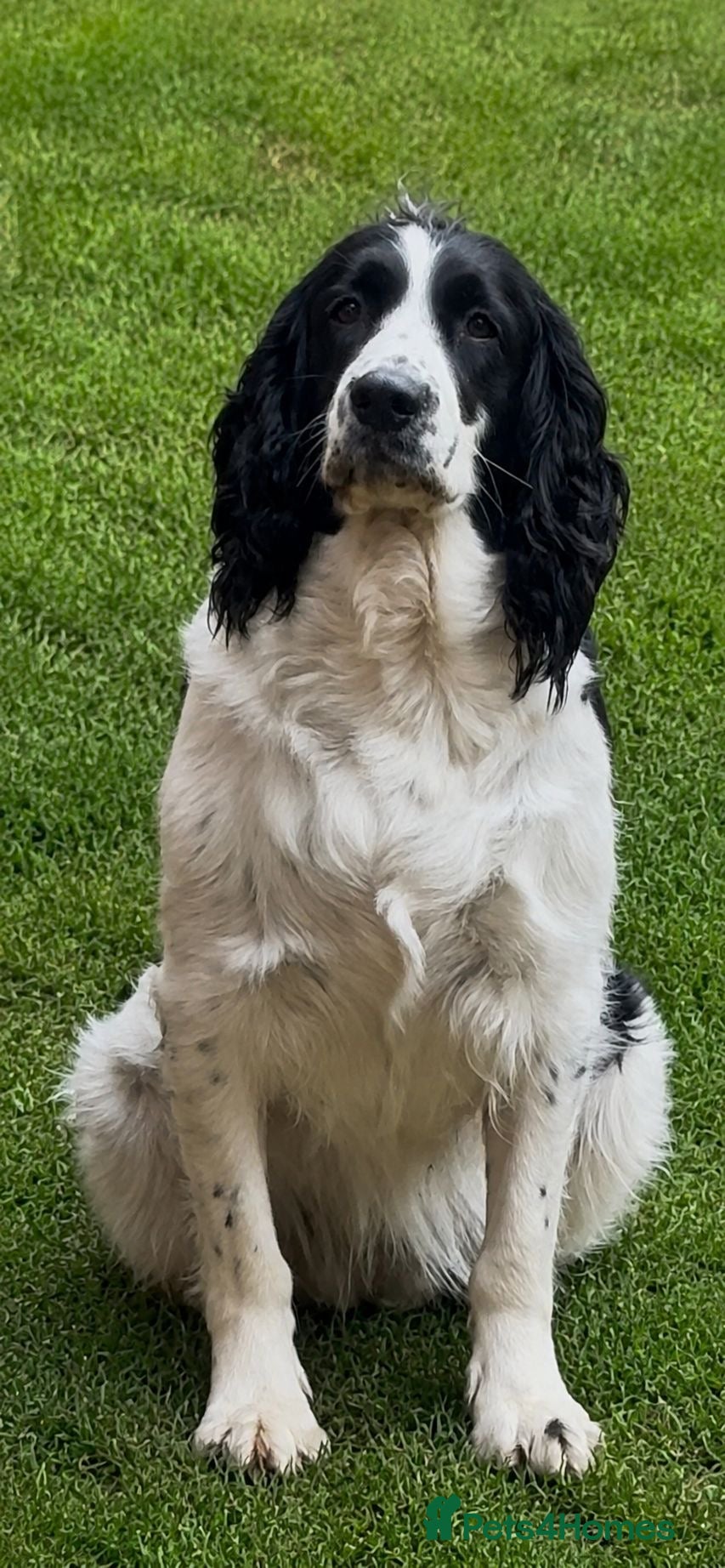 English Springer Spaniel dogs 7weeks old SpringerSpanielPuppies 2Boys left - Advert 2