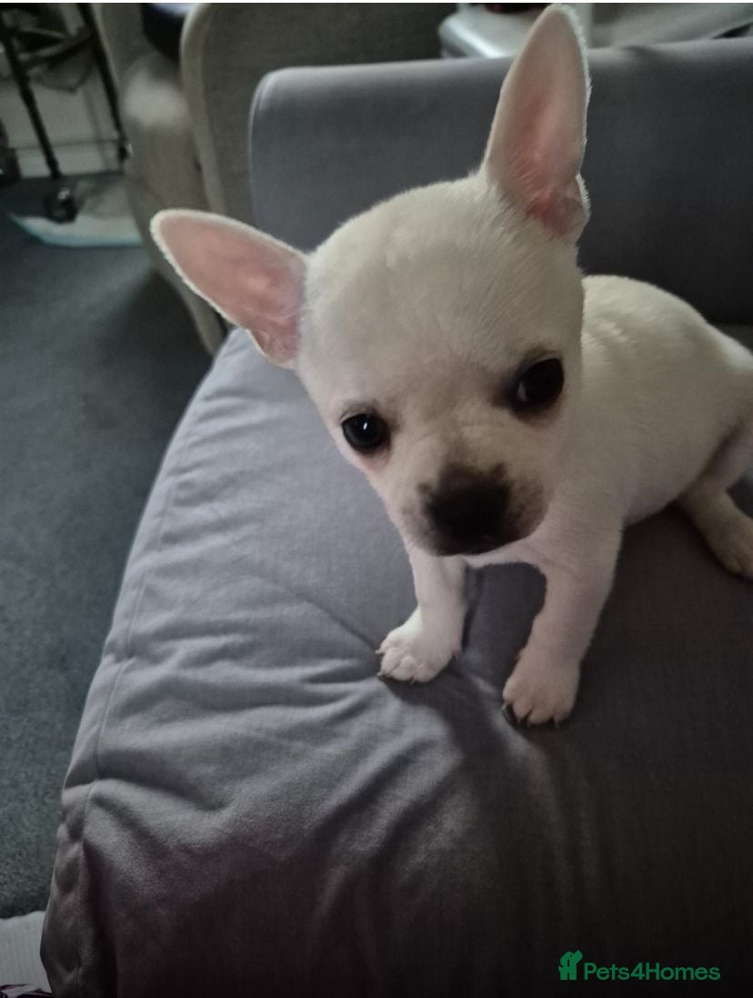 French Bulldog dogs Frenchie pup  - Advert 1