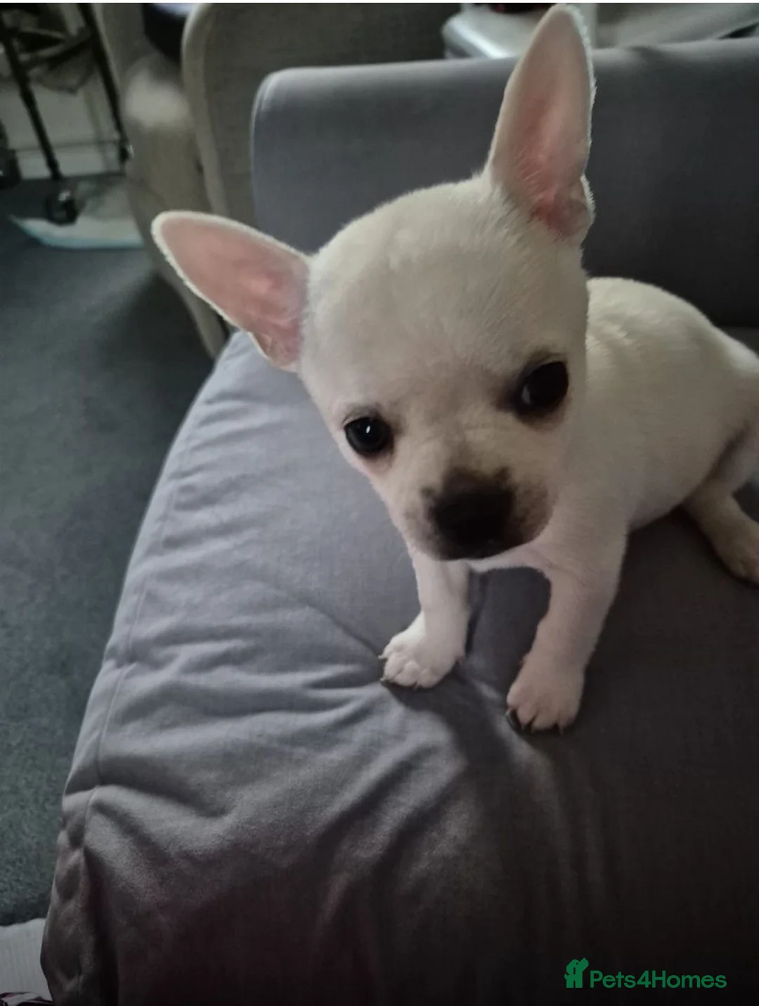 French Bulldog dogs for adoption: Frenchie pup  - Advert 1