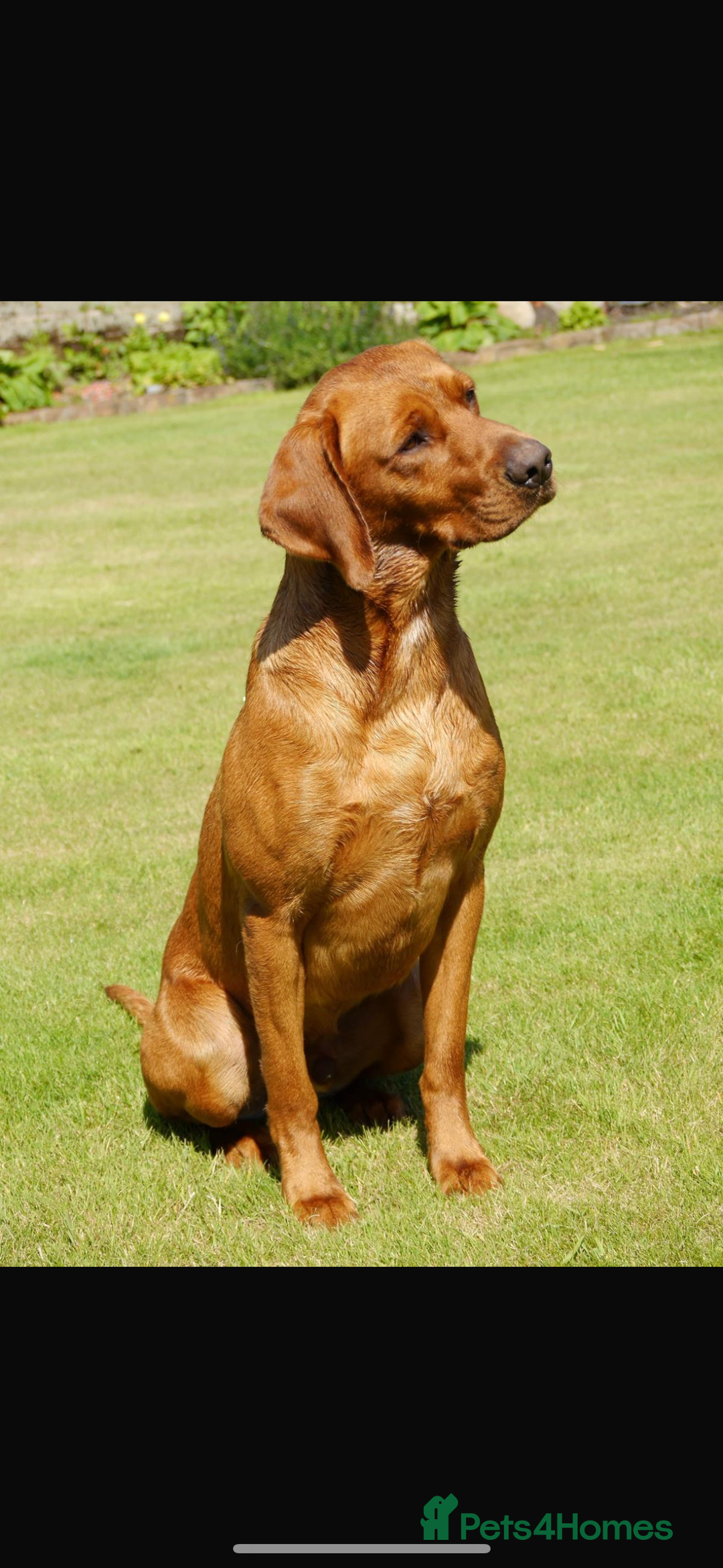 Labrador Retriever dogs for sale: My lovely Labrador puppies - Image 30
