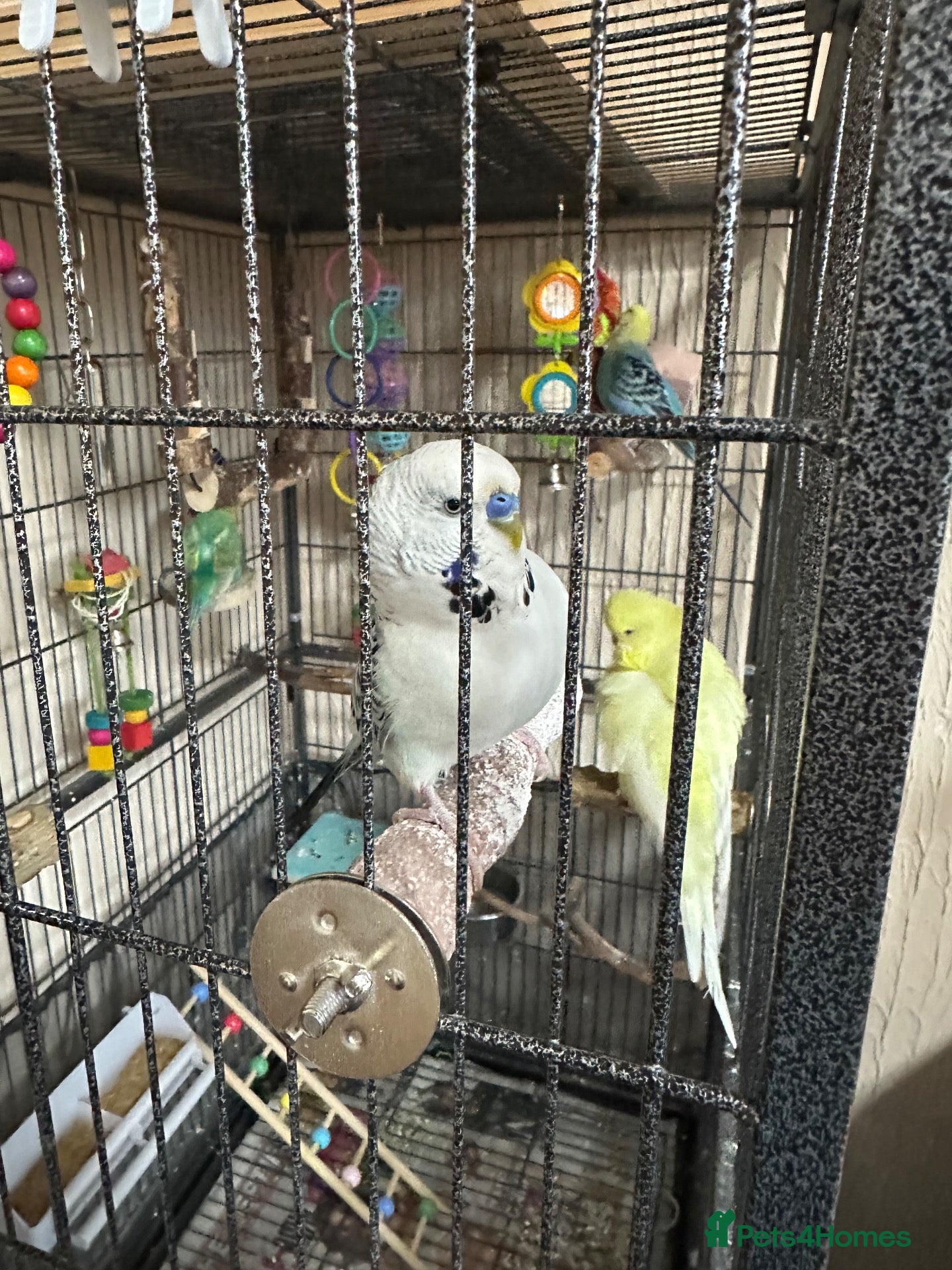Budgerigars birds Budgies - Advert 3