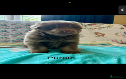 German Shepherd dogs for sale: Kc registered DNA Health tested gsd puppies - Image 5
