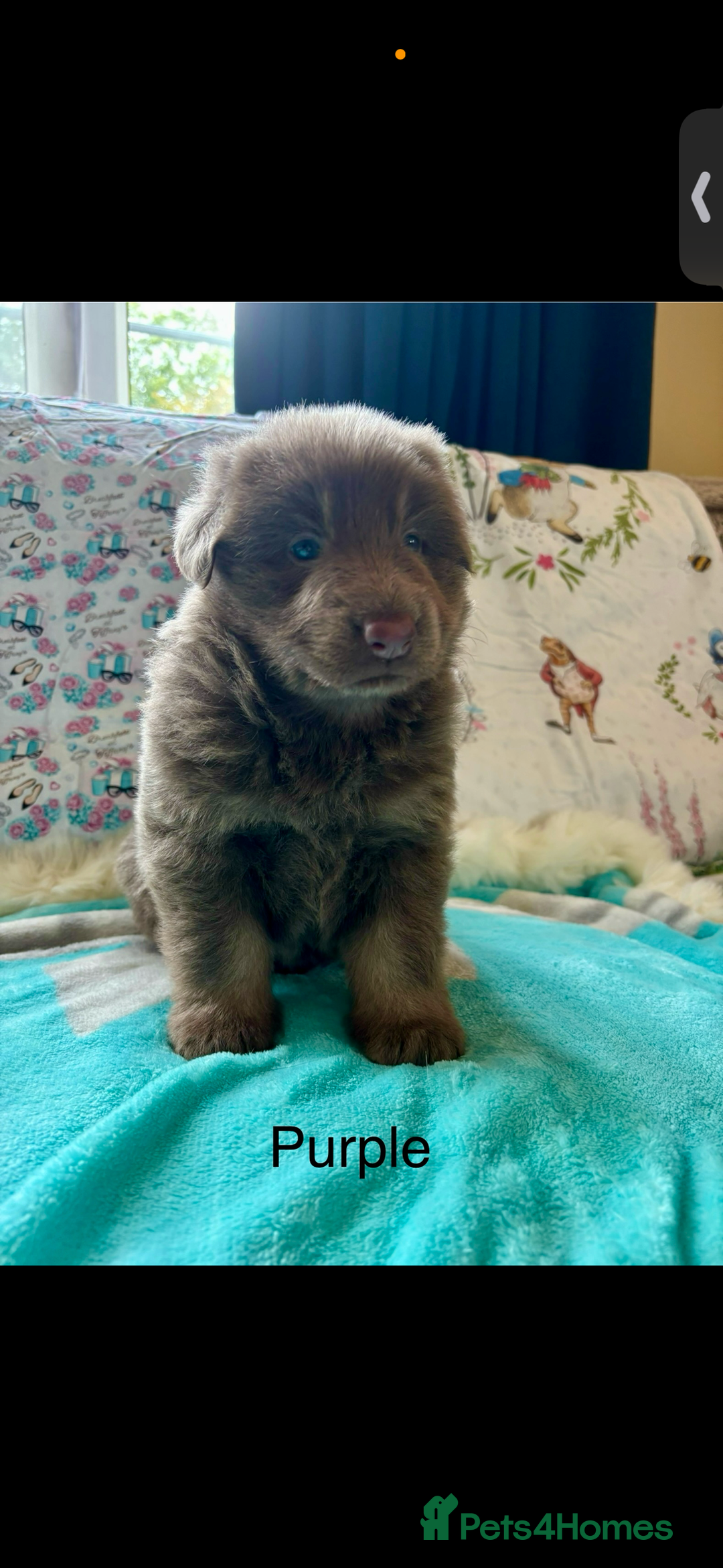 German Shepherd dogs for sale: Kc registered DNA Health tested gsd puppies - Image 5