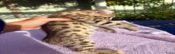 Keetso cats for sale: Stunning wild looking polydactyl curl ear keetsos  - Advert 30