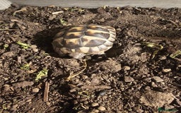 Hermann Tortoise reptiles for sale: 2 year old Hermann tortoise  - Image 4