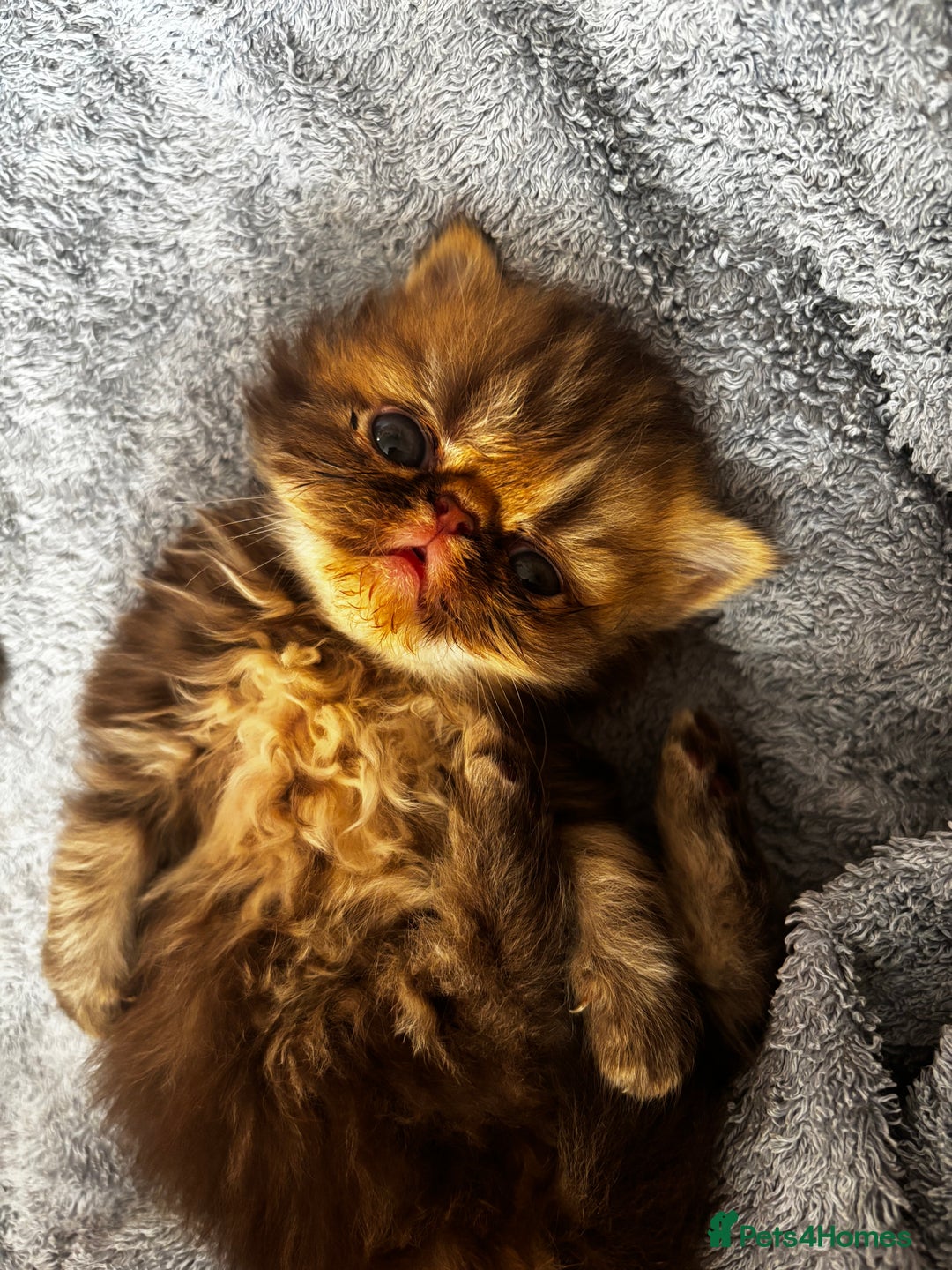Persian cats for sale: Persian Kittens For Sale - Image 6