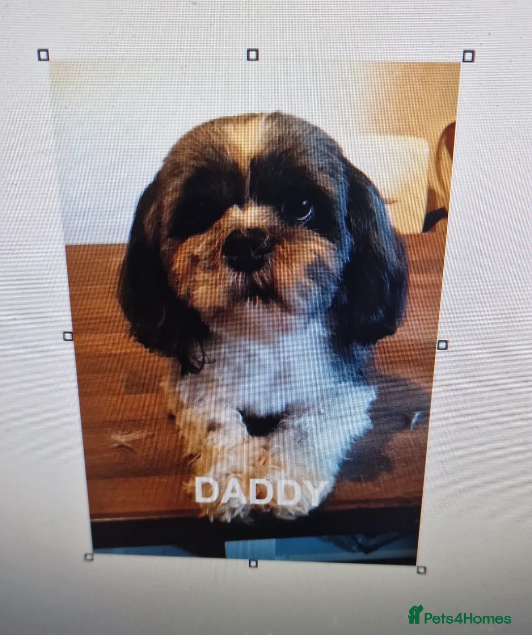 Shih Tzu dogs for sale: Shih Tzu puppy in London - Advert 2