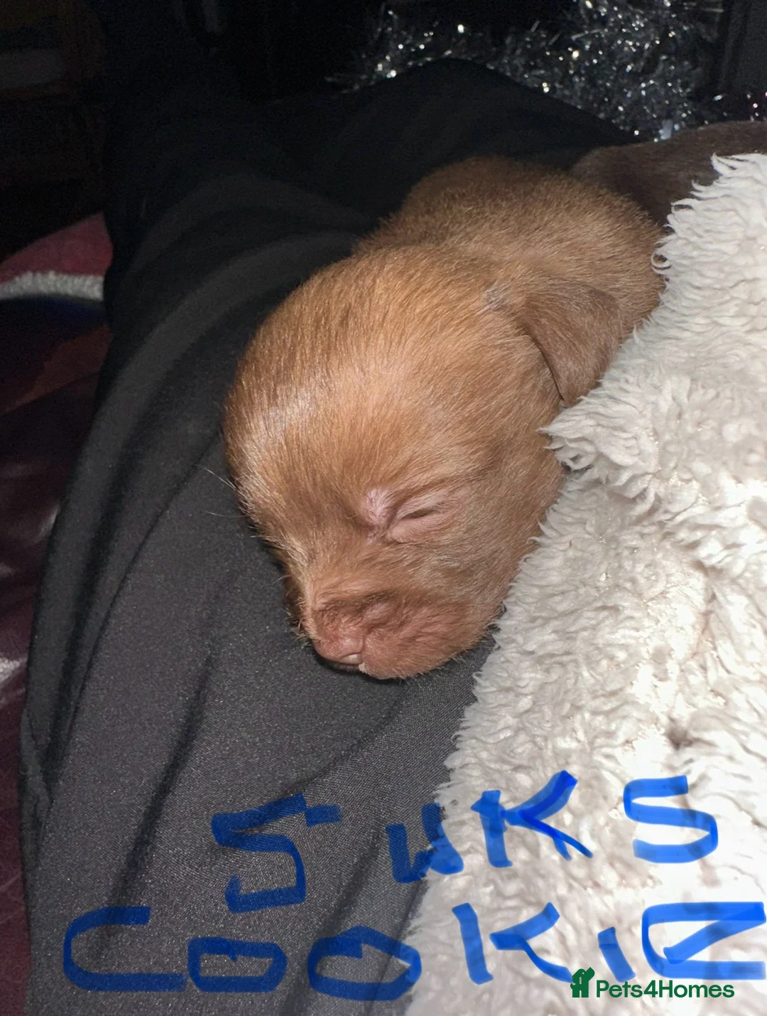 Chihuahua dogs for sale: X2 Gorgeous Chihuahua little ladies - Advert 24