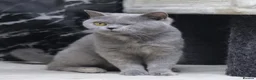 British Shorthair cats for sale: LOVING HOMES WANTED FOR BRITISH SHORTHAIR GIRLS - Advert 4