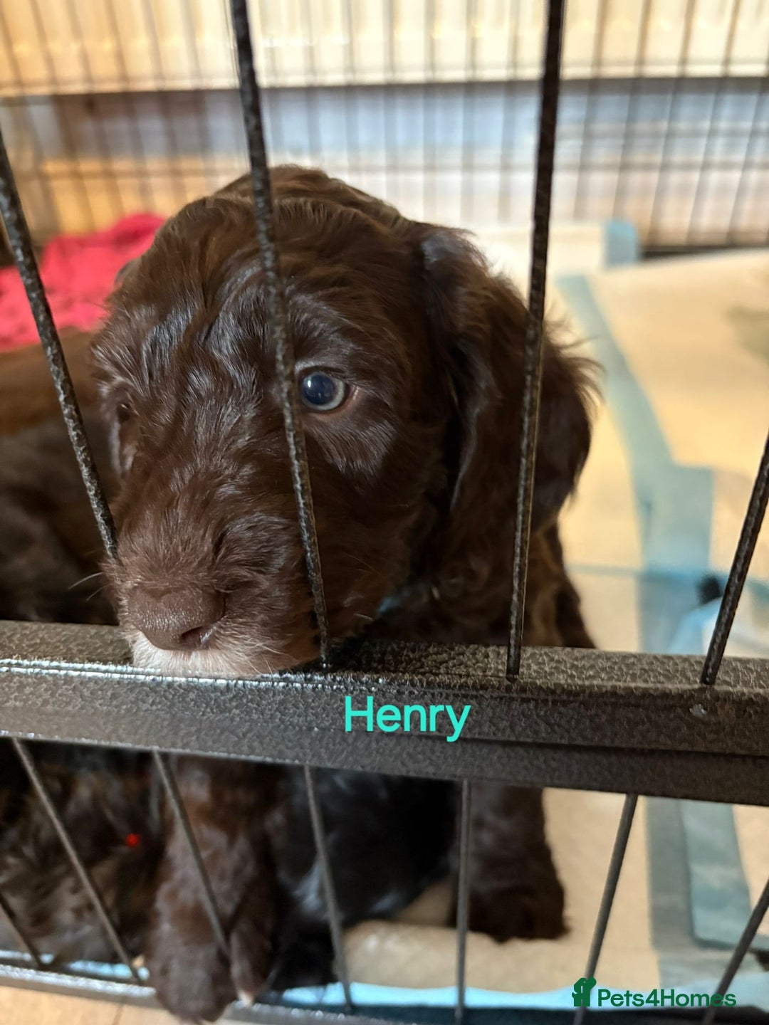 Mixed Breed dogs for sale: My last beautiful F1B Irish cockapoo puppy - Image 14