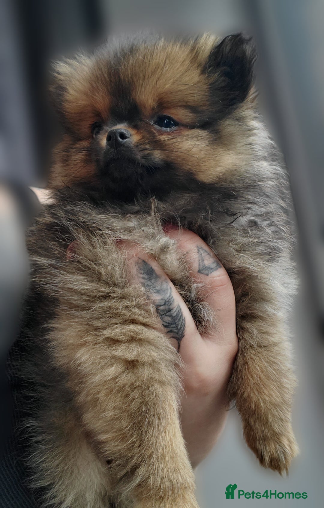 Pomeranian dogs for stud: Kc Pomeranian For Stud Duties - Advert 18