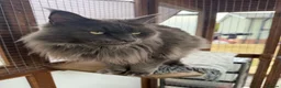 Maine Coon cats for sale: 2 MAINE COON BOYS - TO BE HOMED TOGETHER - Advert 2