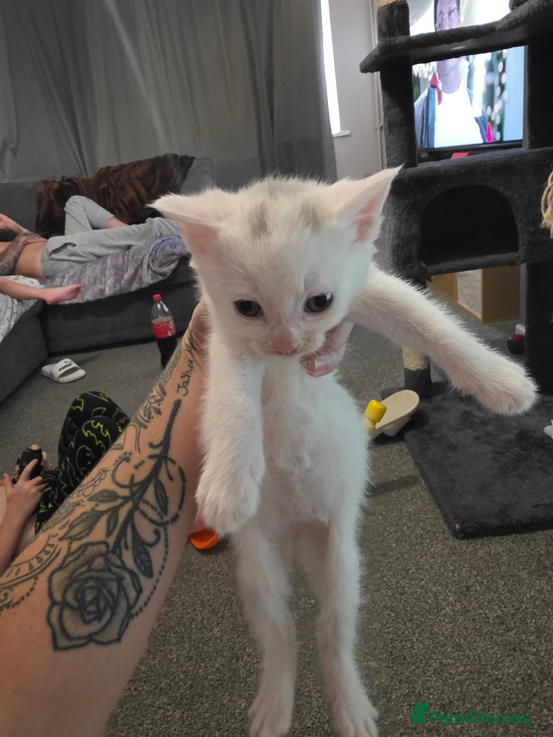 Turkish Angora cats for sale: Turkish angora kittens - Image 3