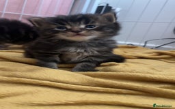 Maine Coon cats for sale: 5 gorgeous 3/4 Maine coon babys - Image 7