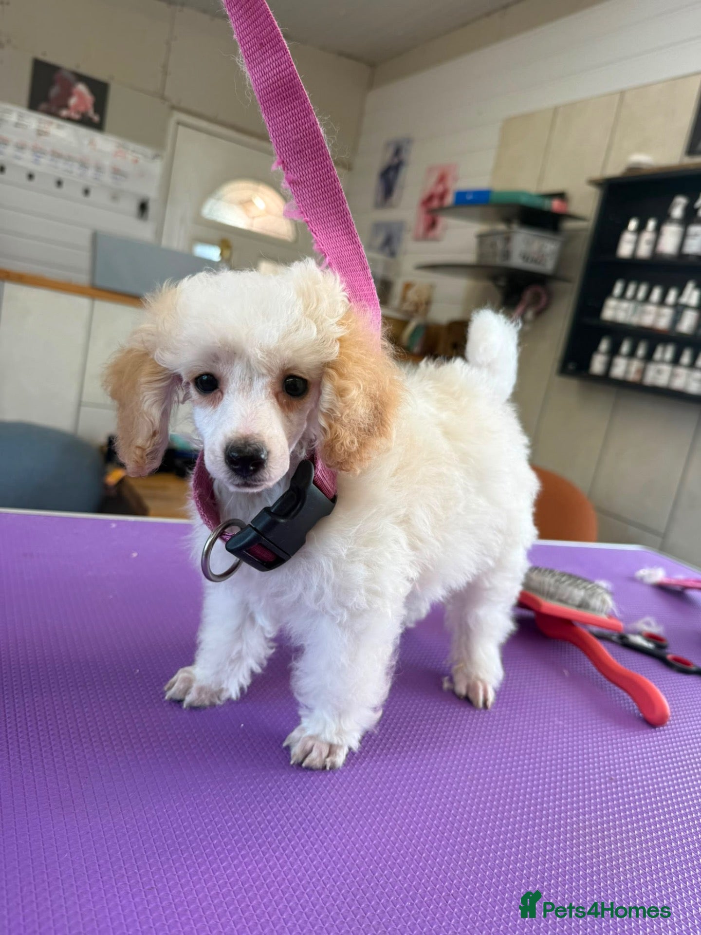 Toy Poodle dogs Stunning Toy Poodle Puppies - Advert 2