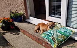 Mixed Breed dogs for adoption: Little Beea - Image 7