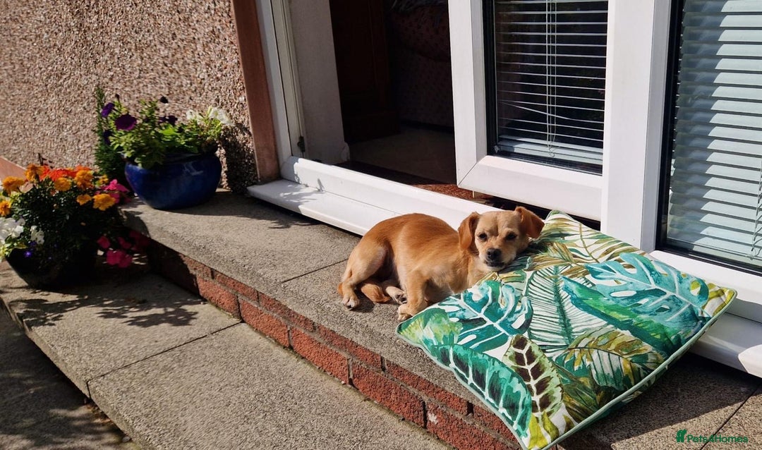 Mixed Breed dogs for adoption: Little Beea - Image 7