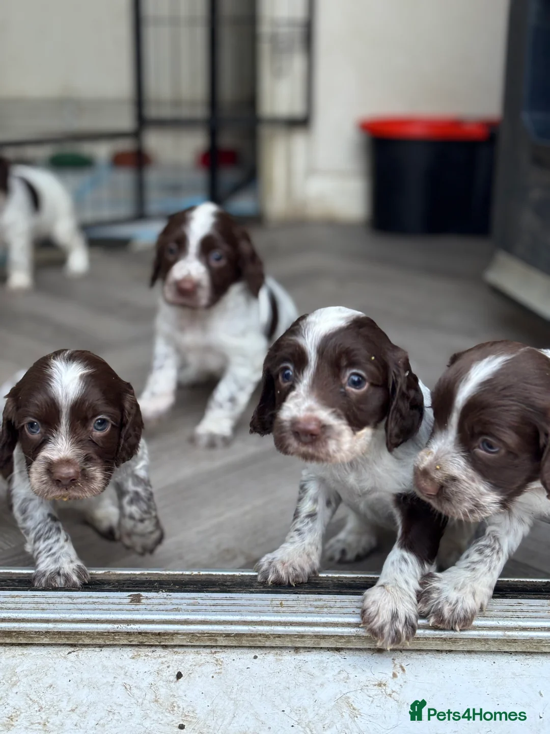 Sprocker dogs for sale: Sprocker bitch puppies  - Advert 7