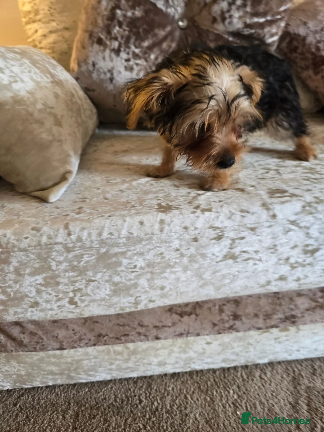 Yorkshire Terrier dogs for sale: 4 amazing yorkies 2 girls 2 boys  - Advert 2