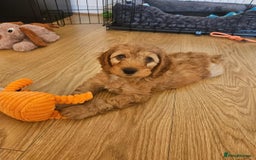 Cocker Spaniel dogs for sale: 🔥⚡️🐕Cocker spaniel 🌟🔥puppies 🐶  - Image 6