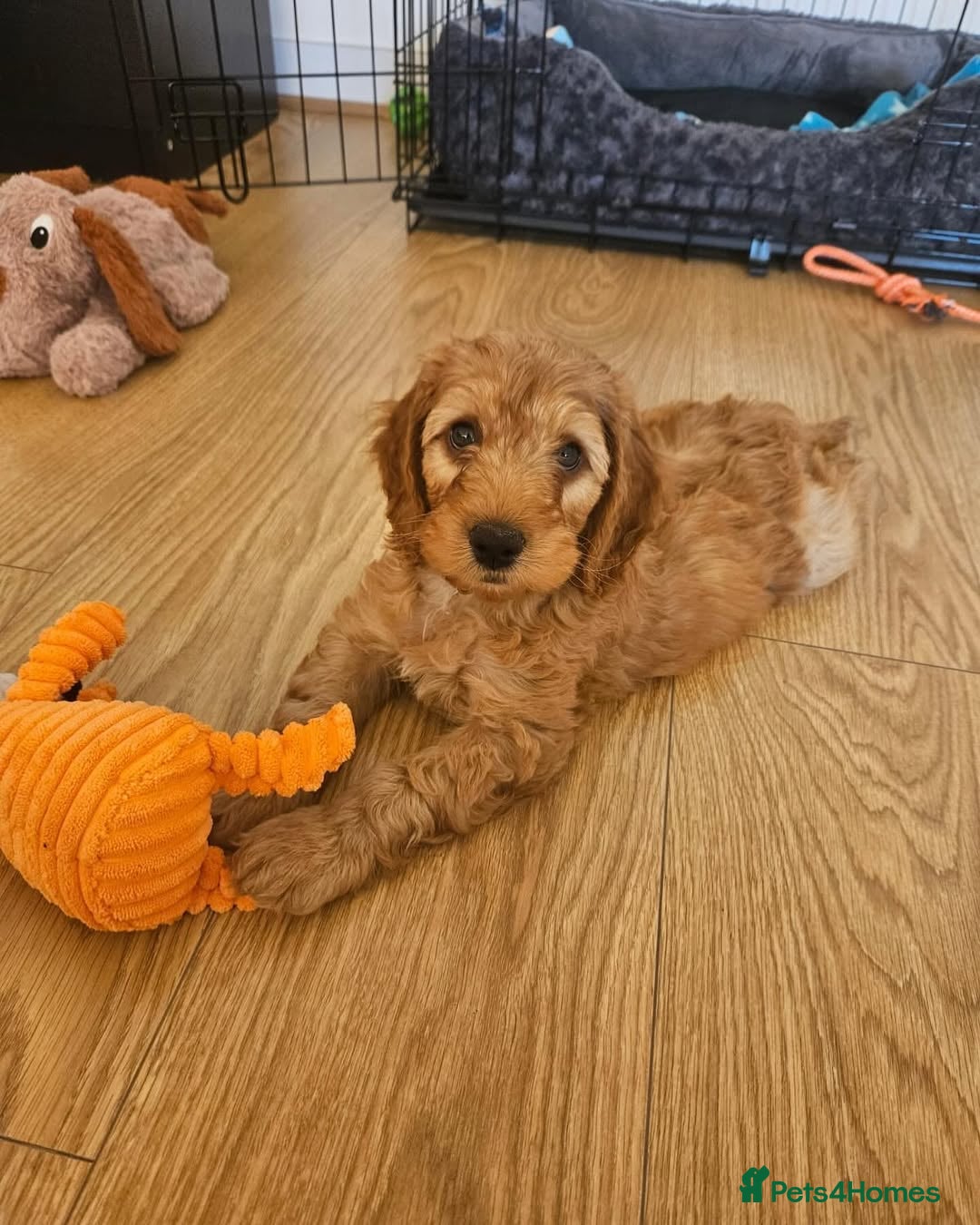 Cocker Spaniel dogs for sale: 🔥⚡️🐕Cocker spaniel 🌟🔥puppies 🐶  - Image 6