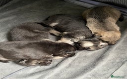 Shepsky dogs for sale: Gerbirian  shepskis - Image 4