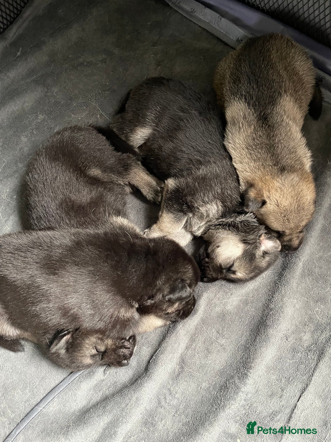 Shepsky dogs for sale: Gerbirian  shepskis - Image 4