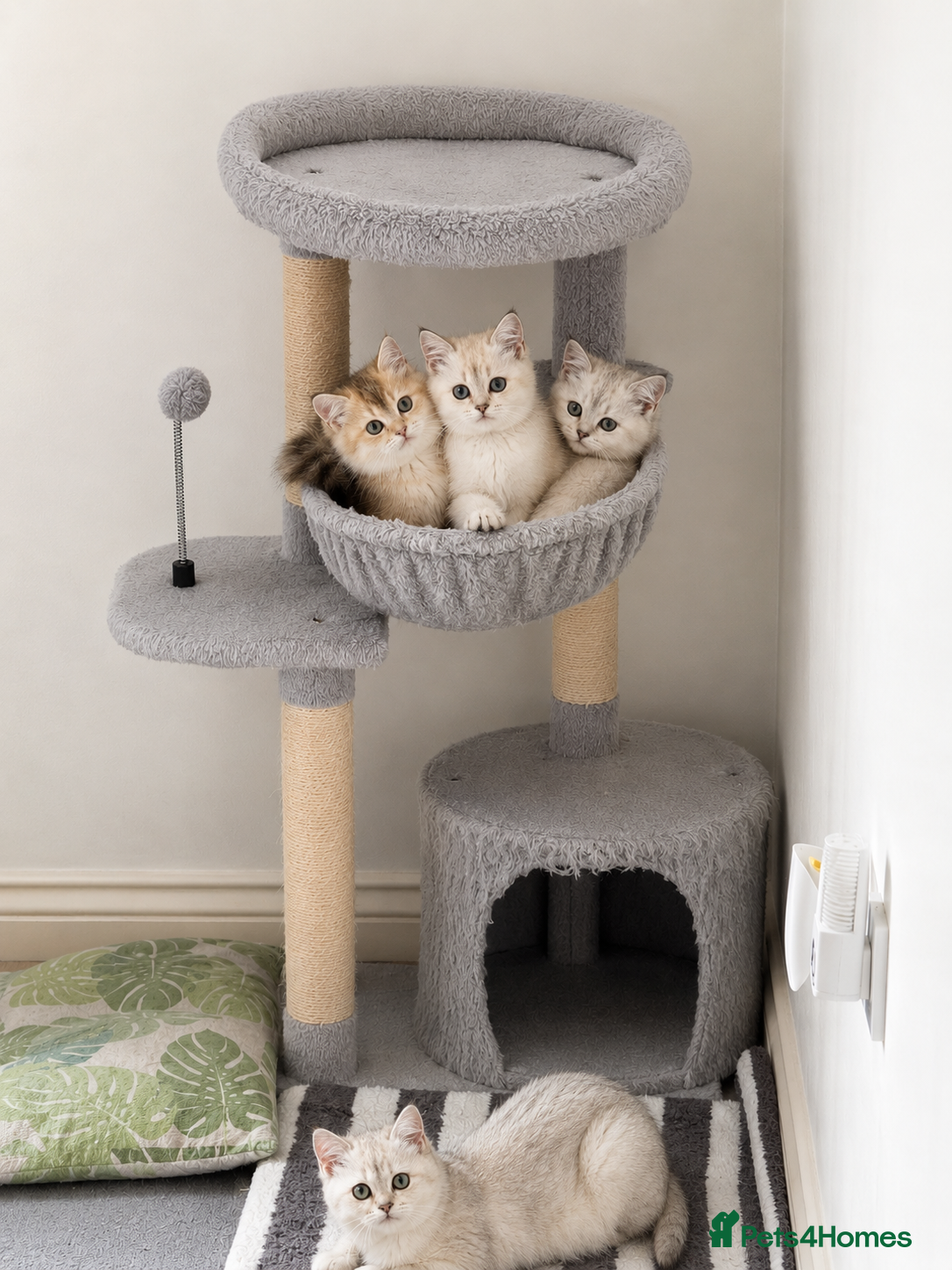 Scottish Fold cats SCOTISH STRAIGHT FEMALS KITTENS - Advert 1