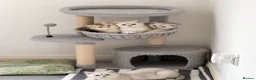 Scottish Fold cats for sale: SCOTISH STRAIGHT FEMALS KITTENS - Advert 1