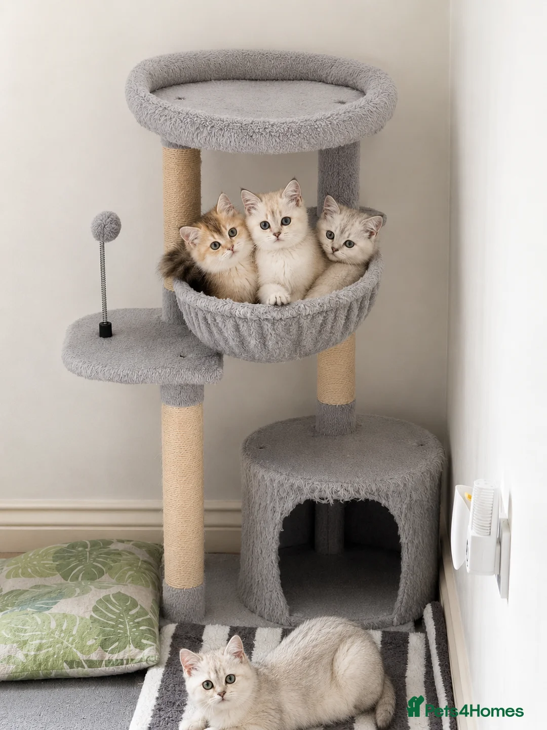 Scottish Fold cats for sale: SCOTISH STRAIGHT FEMALS KITTENS - Advert 1