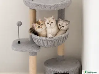 Scottish Fold cats SCOTISH STRAIGHT FEMALS KITTENS - Advert 1