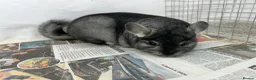 Chinchilla rodents for sale: Sophie, beautiful chunky Standard girl. Super tame - Advert 9