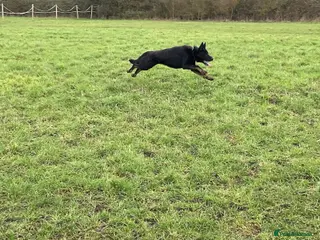 German Shepherd dogs 1 Bitch 2 Males Looking For the right Homes - Advert 2