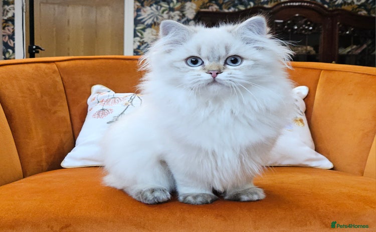 Scottish Fold cats - Advert 3
