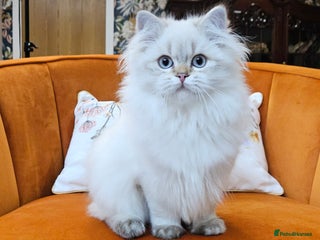 Scottish Fold cats - Advert 17