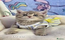 British Shorthair cats for sale: Pure Pedigree British Shorthair  - Image 3
