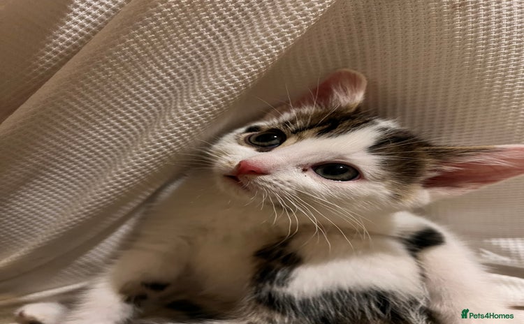Domestic Shorthair cats - Advert 1