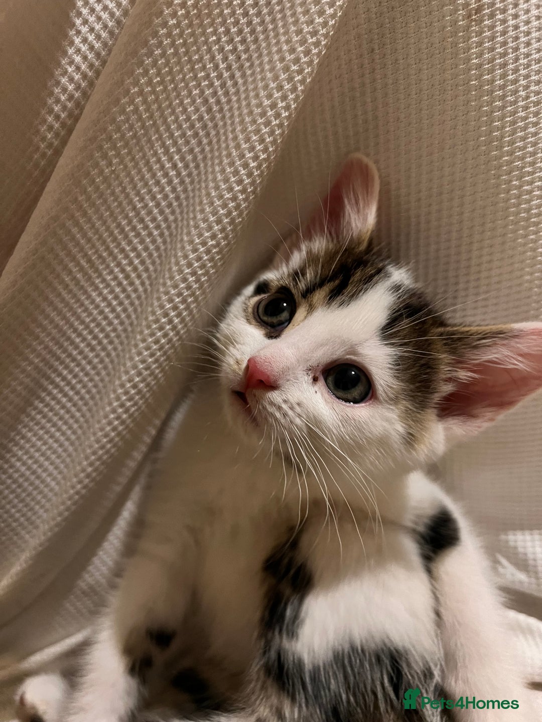 Domestic Shorthair cats for sale: Kittens for sale  - Image 1