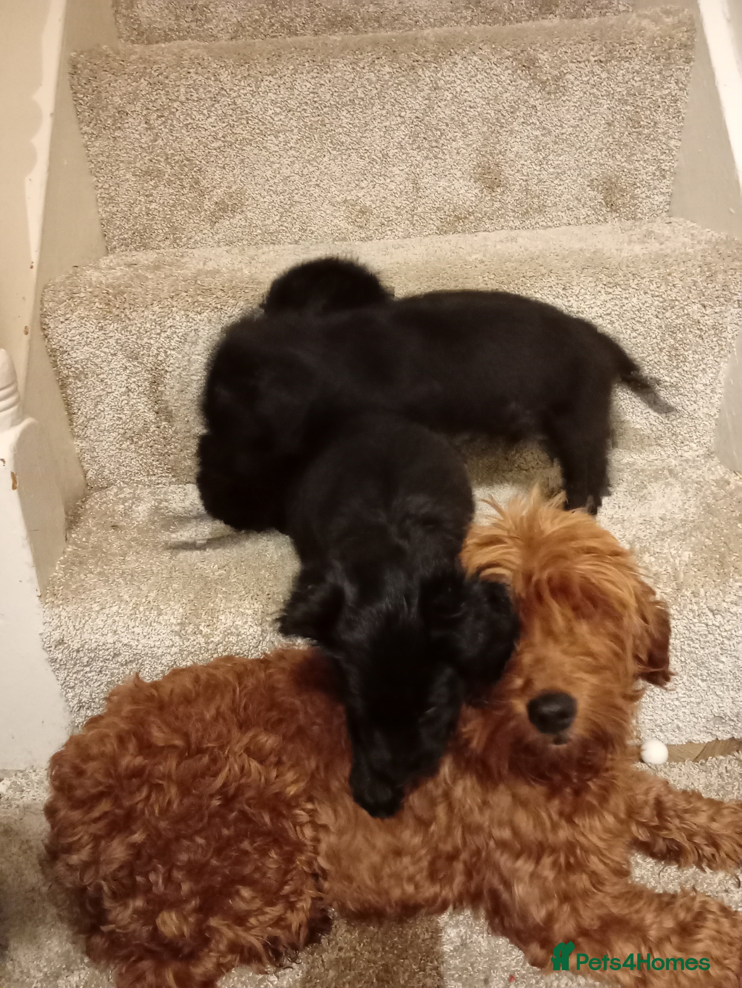 Mixed Breed dogs Cockapoo cross puppies - Advert 6