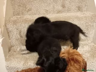 Mixed Breed dogs Cockapoo cross puppies - Advert 8